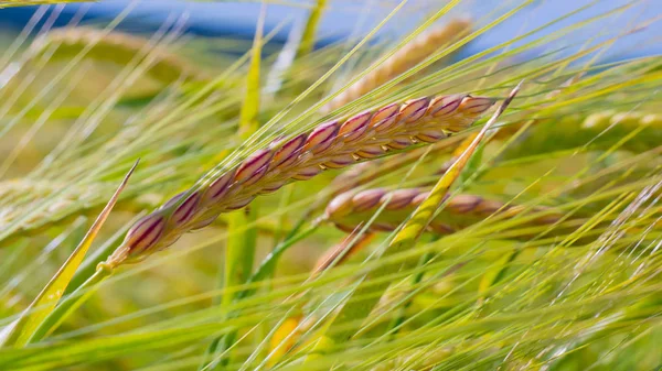 Spikelets Rye Summer Field — Stock Photo, Image