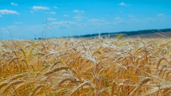 Spikelets Segale Nell Estate Sul Campo — Foto Stock