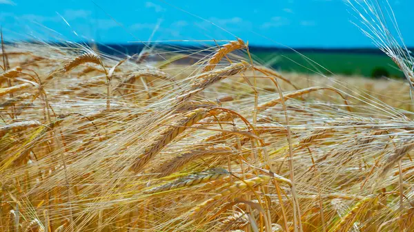 Spikelets Segale Nell Estate Sul Campo — Foto Stock