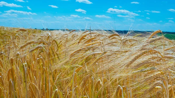 Spikelets Segale Nell Estate Sul Campo — Foto Stock