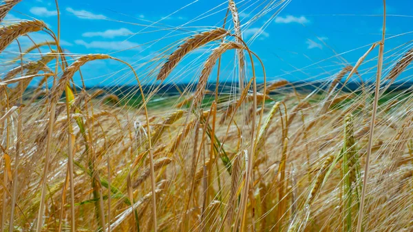 Spikelets Segale Nell Estate Sul Campo — Foto Stock