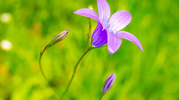 Roggen Stacheln Auf Einem Feld Sommer — Stockfoto