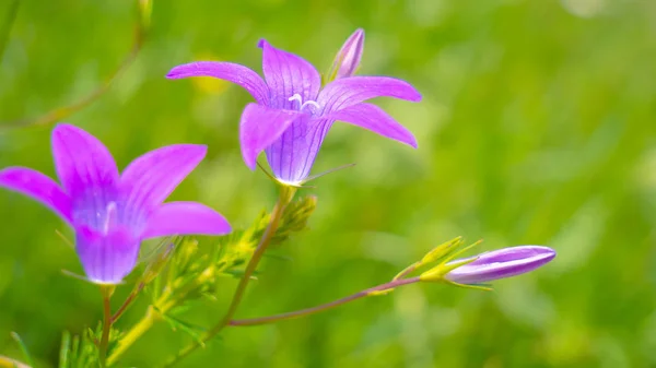 Espiguetas Centeio Campo Verão — Fotografia de Stock