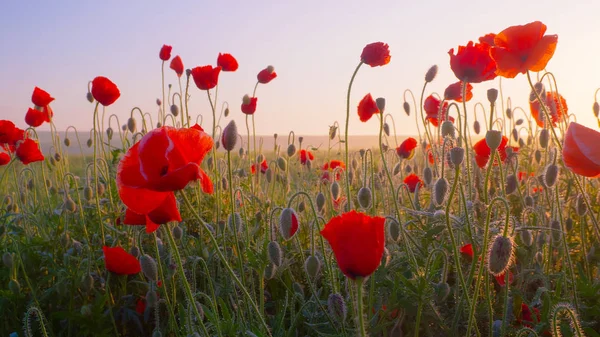 Yeşil tarlada gelincik çiçekleri