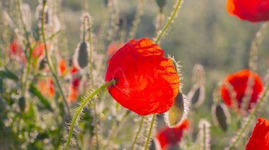 Yeşil tarlada gelincik çiçekleri