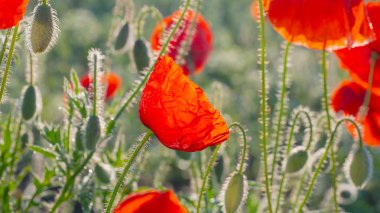 Yeşil tarlada gelincik çiçekleri