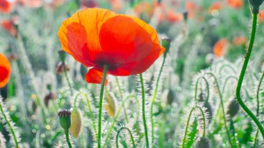 Yeşil tarlada gelincik çiçekleri