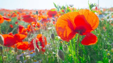 Yeşil tarlada gelincik çiçekleri