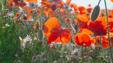 Yeşil tarlada gelincik çiçekleri