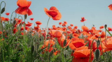 Yeşil tarlada gelincik çiçekleri