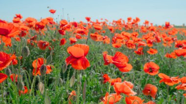 Yeşil tarlada gelincik çiçekleri