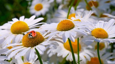 Bir yaz tarlasında papatya yakın çekim üzerinde Ladybug.