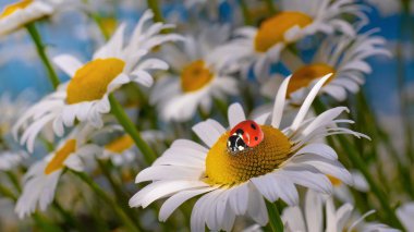Bir yaz tarlasında papatya yakın çekim üzerinde Ladybug.
