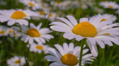 Bir yaz tarlasında papatya yakın çekim üzerinde Ladybug.