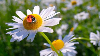 Bir yaz tarlasında papatya yakın çekim üzerinde Ladybug.