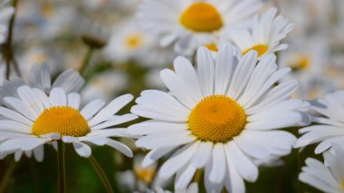 Yaz alanında chamomiles yakın çekim