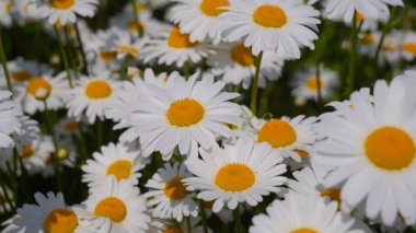 Yaz alanında chamomiles yakın çekim