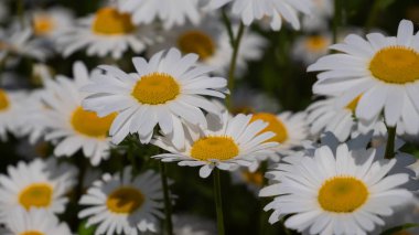 Yaz alanında chamomiles yakın çekim
