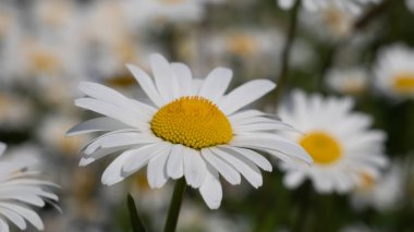 Yaz alanında chamomiles yakın çekim