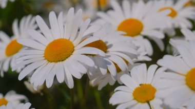 Yaz alanında chamomiles yakın çekim