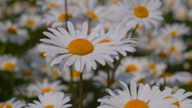 Yaz alanında chamomiles yakın çekim