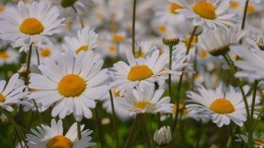 Yaz alanında chamomiles yakın çekim