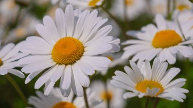 Yaz alanında chamomiles yakın çekim