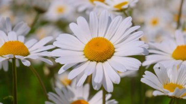 Yaz alanında chamomiles yakın çekim