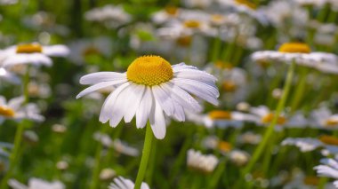 Yaz alanında chamomiles yakın çekim
