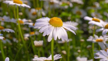 Yaz alanında chamomiles yakın çekim