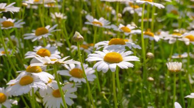 Yaz alanında chamomiles yakın çekim