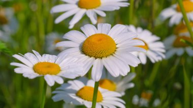 Yaz alanında chamomiles yakın çekim