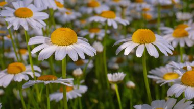 Yaz alanında chamomiles yakın çekim