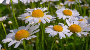 Yaz alanında chamomiles yakın çekim