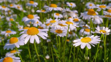 Yaz alanında chamomiles yakın çekim