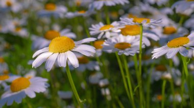 Yaz alanında chamomiles yakın çekim
