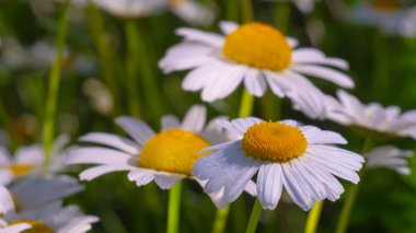 Yaz alanında chamomiles yakın çekim