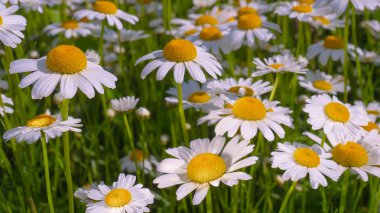 Yaz alanında chamomiles yakın çekim