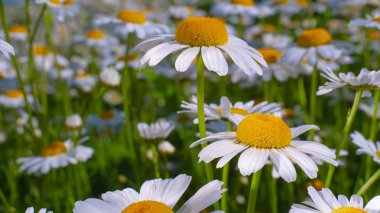 Yaz alanında chamomiles yakın çekim