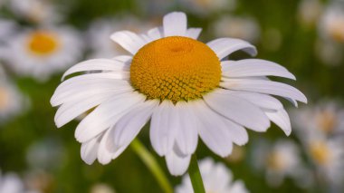 Yaz alanında chamomiles yakın çekim