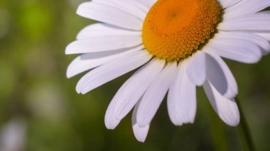 Yaz alanında chamomiles yakın çekim
