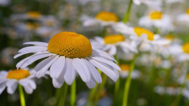 Yaz alanında chamomiles yakın çekim