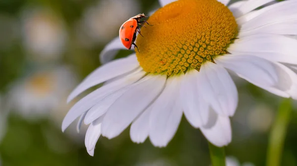 Marienkäfer Auf Einer Kamille Großaufnahme Auf Einem Sommerfeld — Stockfoto