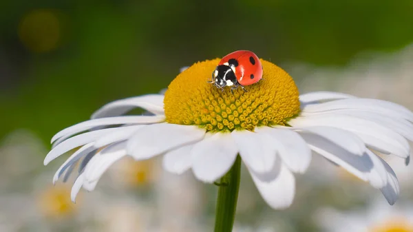 Ladybug Camomile Close Summer Field — Stock Photo, Image