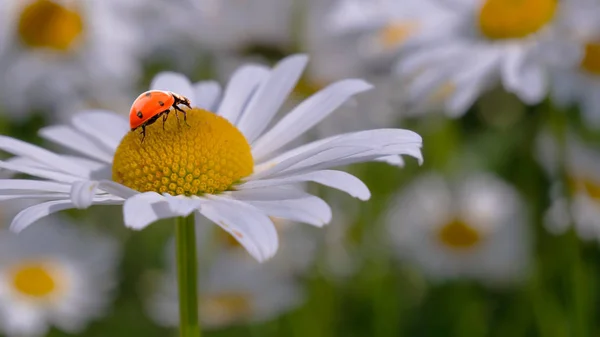 Marienkäfer Auf Einer Kamille Großaufnahme Auf Einem Sommerfeld — Stockfoto