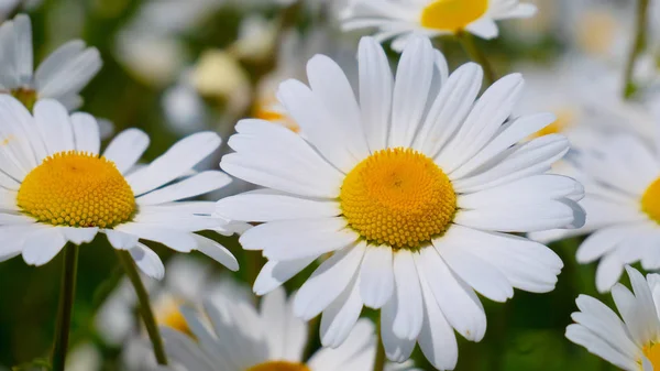 Chamomiles Summer Field Close — Stock Photo, Image