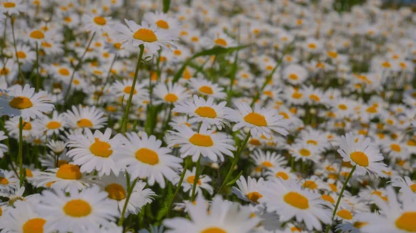 Chamomiles Summer Field Close — Stock Photo, Image