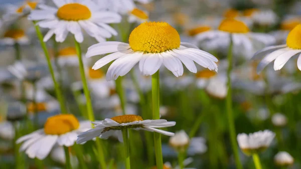 Chamomiles Summer Field Close — Stock Photo, Image