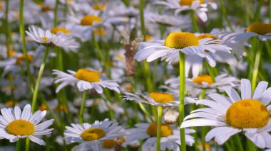 Yaz alanında chamomiles yakın çekim