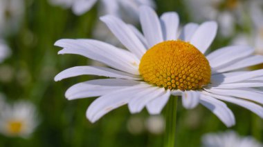 Yaz alanında chamomiles yakın çekim